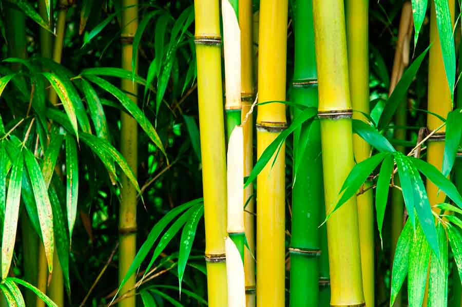 bambouseraie d'anduze